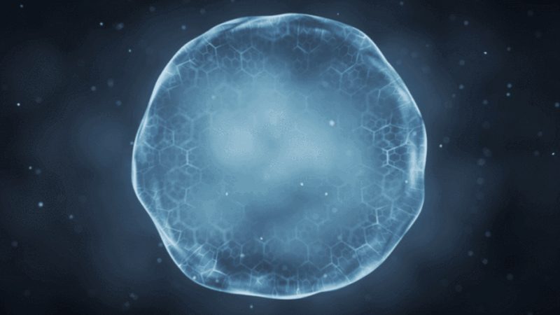 宠物PCR检测试剂盒：守护宠物健康的科技利器**