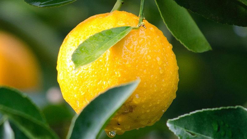优质生物科技公司应具备先进的技术平台和研发能力。具体可以从以下几个方面进行考察：
