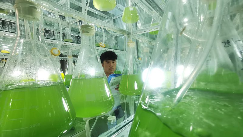 上海CDMO商业模式：揭秘医药研发的加速器